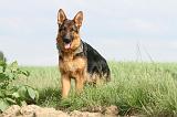 BERGER ALLEMAND 765